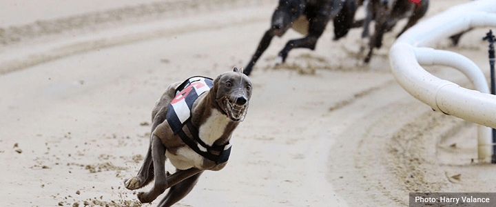 Crayford Greyhound Racing