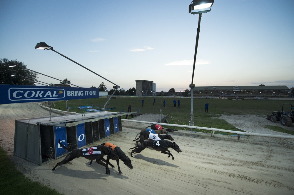 greyhoundbet racing post tv