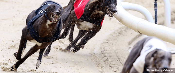 Crayford Greyhound Racing