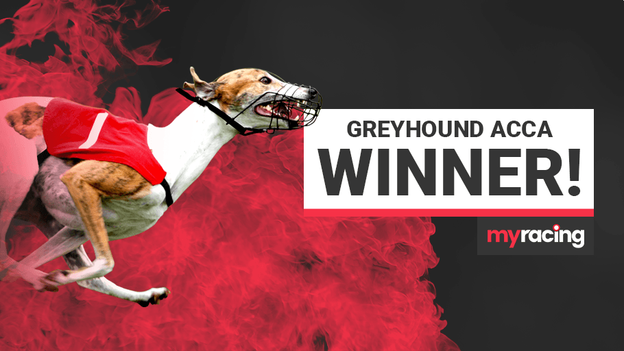 Greyhound Acca Winner