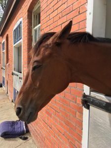 emma lavelle stable tour